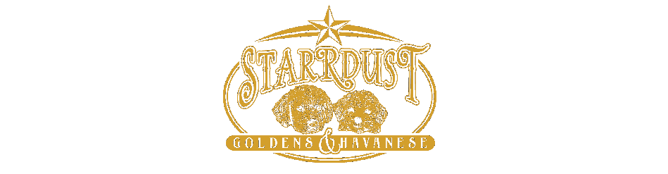 Starrdust's Golden Retrievers & Havanese