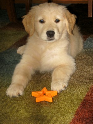 Golden store havanese puppies